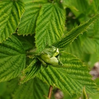 Rhodotypos scandens